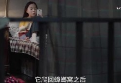 姬姐被爆料视频大全,揭秘网络红人的真实生活