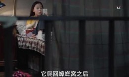 姬姐被爆料视频大全,揭秘网络红人的真实生活