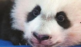 熊猫岁岁 视频爆料,揭秘幕后真相