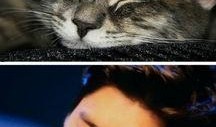 娱乐圈猫猫吃瓜图片,萌态十足揭秘明星幕后趣闻