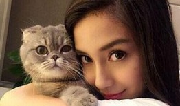 娱乐圈猫猫吃瓜图片,萌态十足揭秘明星幕后趣闻