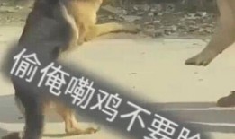 超萌狗狗爆料视频大全,视频大全带你笑翻天
