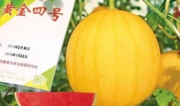 哈尔滨新瓜最新爆料