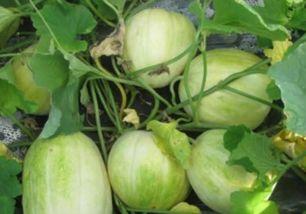 吃瓜时间到,吃瓜时间背后的真相与内幕